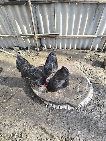 Куры, петухи: Продаю | Куры | Домашняя | Несушки — 4