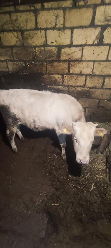 Dana, buzov: Dana, buzov, Erkək, ay: 12, 130 kq, Ətlik — 6