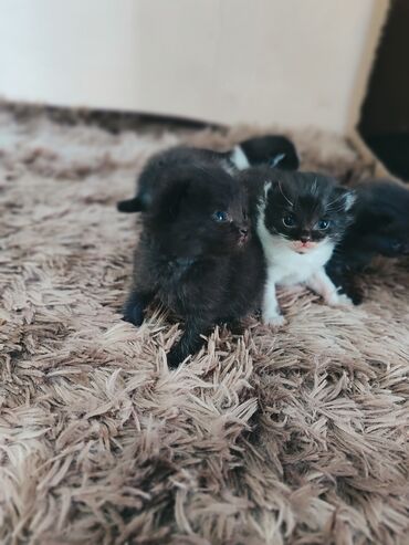 Продажа кошек: Скотиш Фолд (Шотландская вислоухая), 1 месяц, Мальчик, Черный, С прививками