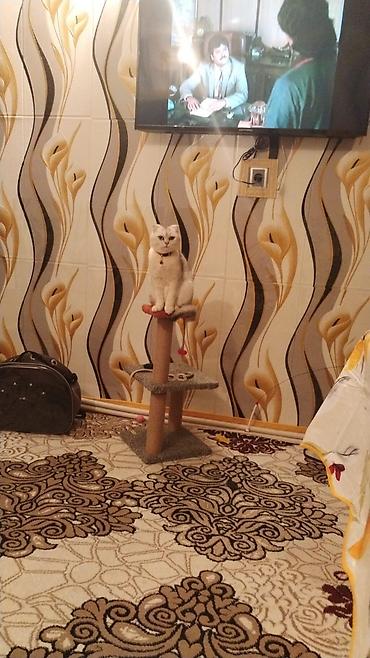 etibarli əllərə pişik: Şinşilla, Dişi — 3