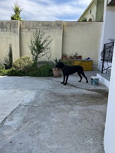 i̇t afcarka: Kane-Korso, 10 ay, Dişi, Peyvəndli, Ödənişli çatdırılma, Ünvandan götürmə — 3