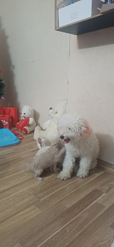 İtlər: Pudel, Dişi, Peyvəndli, Ödənişli çatdırılma — 9