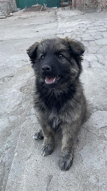 Продажа собак: Щенок метиса 3 месяца (пушистая шерсть «соболь», тёмная маска) — 7