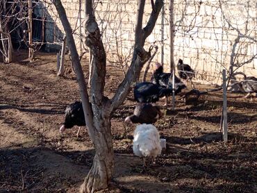 Hinduşkalar: Hinduşka sürüsü – qara və ağ rəngli fərdlər hinduşkalar satilir — 1