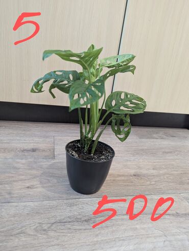 Другие комнатные растения: Комнатные растения, разных видов, филодендрон, хоя, эпипренум, фикус и — 8