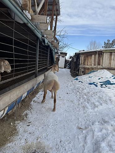 Баран, овца: Продаю | Овца (самка) | Арашан | Для разведения | Матка — 3