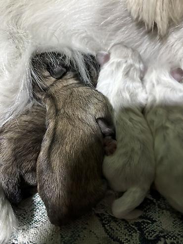 it almaq istəyirəm: Pekines — 5