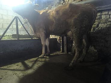 Коровы, быки: Продаю | Корова (самка) | Для разведения | Привязанные — 5