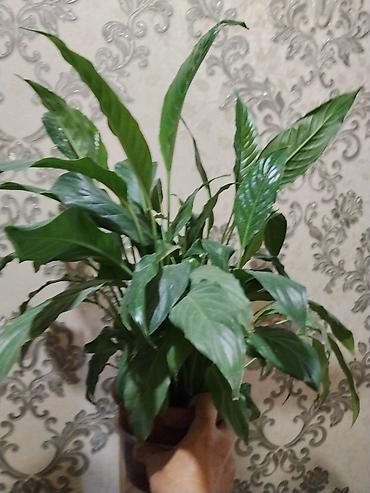 Комнатные растения: Спатифиллум (Spathiphyllum), комнатное растение в горшке. - — 1