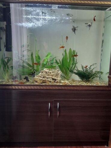 Зоотовары: Делаю аквариумы под форель в офисы и для дома а так-же ремонт и