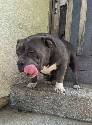 Psi: Američki Buli Poket štenci Prodajem štence rase American Bully Pocket — 12