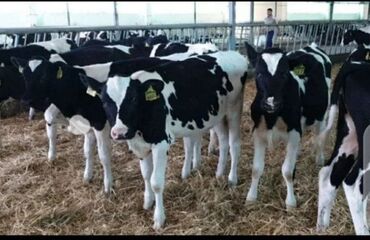 продаю дойных коров: Продаю | Корова (самка), Бык (самец), Тёлка | На откорм, На забой, Для разведения | Племенные