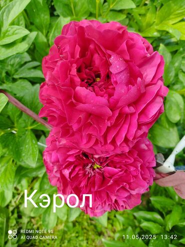 навесы к дому: Пионы — сорта «Кэрол» темно -красный,лимон шифон жёлтый Описание: -