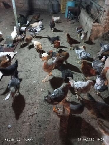 Toyuqlar: Yemləmə yerləri ilə təmin edilib. - Yumurtalıq və ətlik məqsəd uyğun — 7