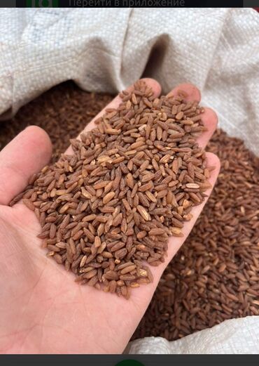 продам домашние заготовки: Оптом Өзгөн күрүчү – табигый даамдын сыймыгы! Кызыл өңдүү, майлуу