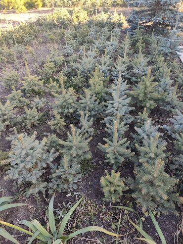 Декоративные деревья: Саженцы деревьев: Ели — 17