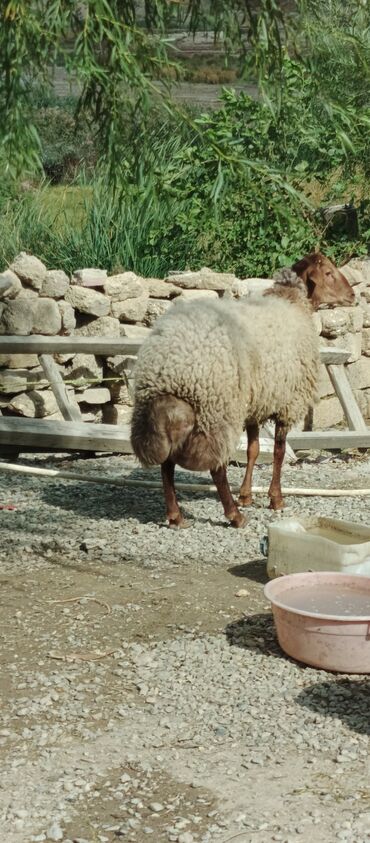 unvan az qoyun satilir: Erkək, Qala, il: 1, Damazlıq