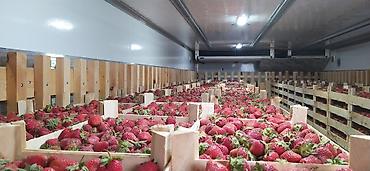 Клубника: Клубника — 6