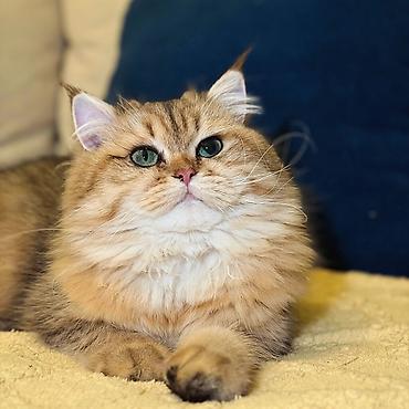 Pişiklər: Britan — 5