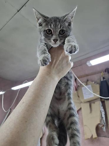 Мышыктар: Котята, окрас серый/дымчатый и серый тигровый (табби). Котята — 2