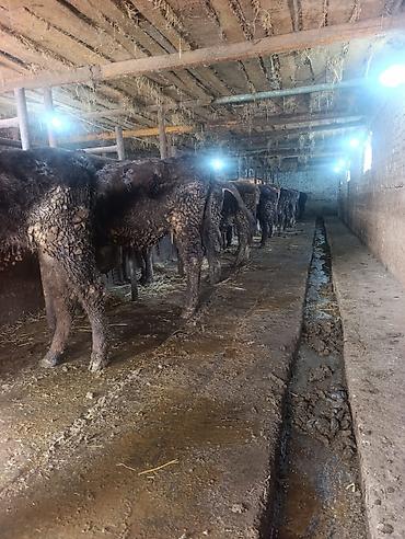 Коровы, быки: Продаю | Тёлка | На откорм | Привязанные — 17