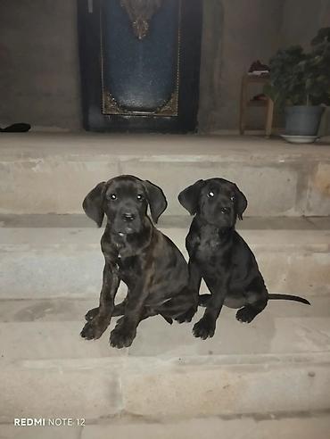 Kane-Korso, 2 ay, Dişi, Peyvəndli, Ünvandan götürmə lalafo.az -da Kane-Korso, 2 ay, Dişi, Peyvəndli, Ünvandan götürmə