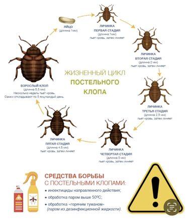 Другие животные: Купим клопов Для контроля качества, испытания новых инсектицидов и