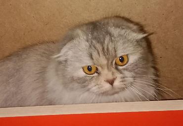мышык кара балта: Британские короткошёрстные кошки, окрас лиловый (British Shorthair — 7