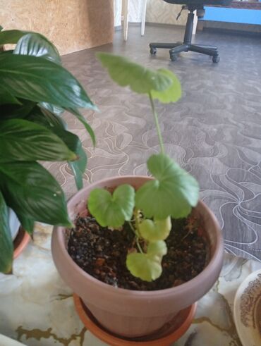 Другие комнатные растения: Представляем коллекцию комнатных растений, включающую несколько видов — 6