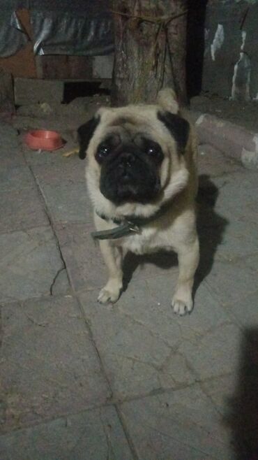 Akvarium aksessuar və ləvazimatları: Mops, 2 il, Erkek, Peyvəndli, Ödənişli çatdırılma