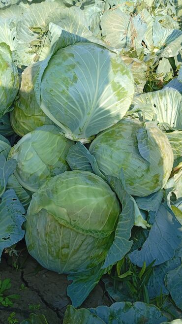 стол письменный б: Капуста Ак капуста, Дүңүнөн