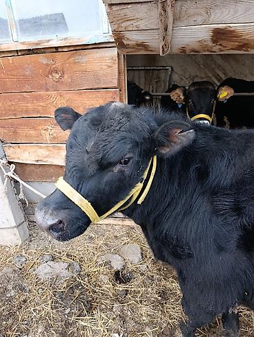 Коровы, быки: Продаю | Бык (самец) | Ангус | На откорм | Привязанные — 4