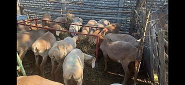 Баран, овца: Продаю | Овца (самка), Ягненок | Романовская | Для разведения — 4