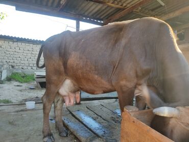 быки голштин: Продаю | Корова (самка) | Алатауская | Для молока | Искусственник
