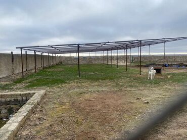 Digər kommersiya daşınmaz əmlakı: Ferma Satılır Buzovna - Material: qaya-daş (blok) divarlar, metal — 3