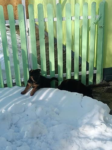 Продажа собак: Продаются щенки чистый немецкий овчарки воз 1 месяца только званиит — 7