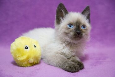 шотландская мраморная кошка: БЕСПЛАТНО! Найдена девочка 2,5 месяца. Похоже скотиш страйт, окраса