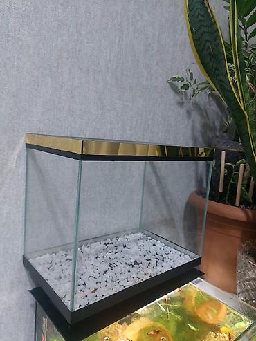 akvarium qızdırıcı: Qold Akvaryum çox gözəl görnüşə malikdi yenidi ölçü 35×22×29 bunan — 2
