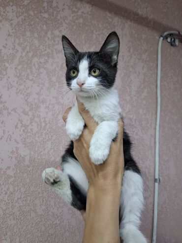 кошка токмок: Эркек