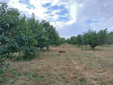 село чон таш: 1га 15 соток участок сатылат!!! 130-туп кокон гилясы менен Айланысы