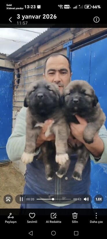 İtlər: Qafqaz çoban iti — 8