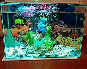 quppi baliqlari: Akvarium balıqları aksesuarlar yem tor işıq — 5
