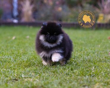 Продажа собак: Шпиц, 3 месяца, Самец, С прививкой, С родословной — 13