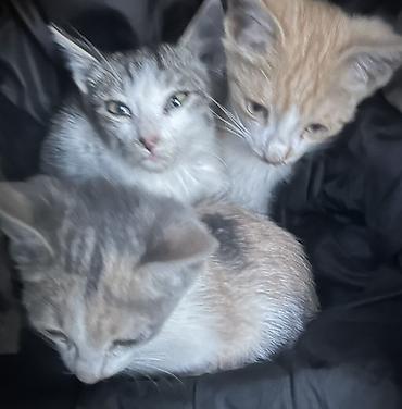Отдам бесплатно Котята, помёт из трёх малышей: - Окрас
