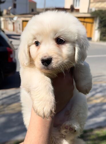 golden retriever balası: Retriever, 1 ay, Erkek