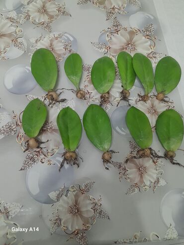 долларовая дерево: Замиокулькас (Zamioculcas zamiifolia), домашние саженцы в горшках