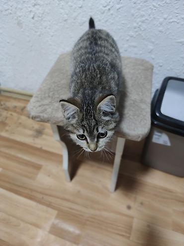 кошка белая: Котенок в хорошие руки отдаю потому что водворе собака Пит и он ее — 4