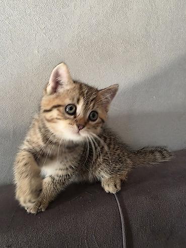 heyvan pişik: Tabbi — 2