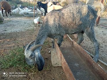 Heyvanlar: 2 baş Sani 2 baş Hələb.tam sağlam hündür heyvandır yanında 4-5aylq — 3