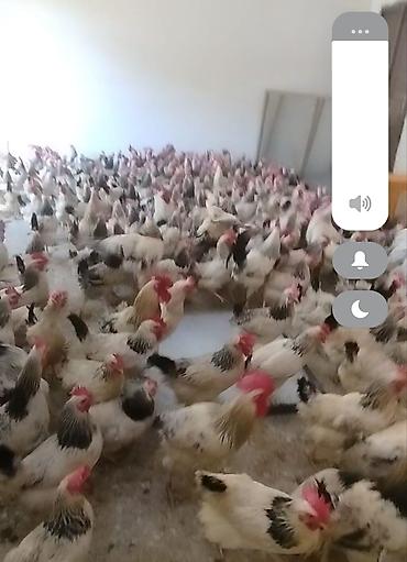 kone kors: 6 aylıq damazlıq fereler yumurtaya teze duşub her bir vaksinasyası — 1
